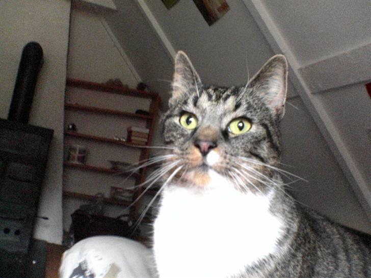 Blanding af racer KalleKæleKat (Kalle) billede 8