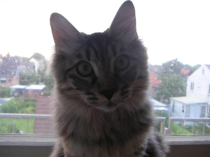 Kurilean Bobtail Chalounja Kurilkot billede 12