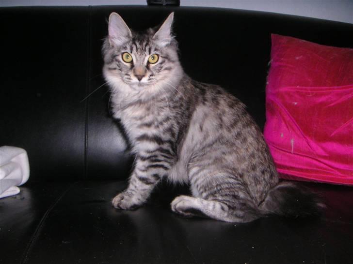 Kurilean Bobtail Chalounja Kurilkot billede 13
