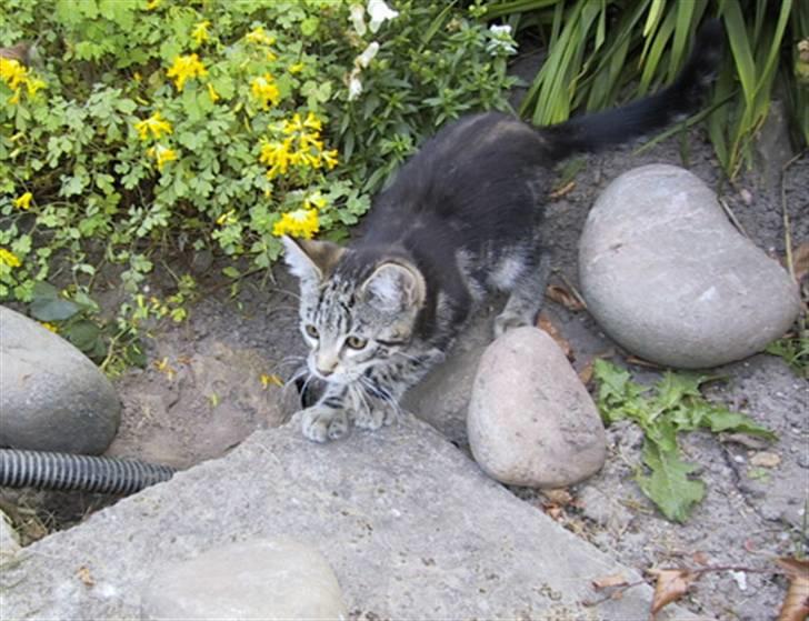 Blanding af racer Isha billede 1