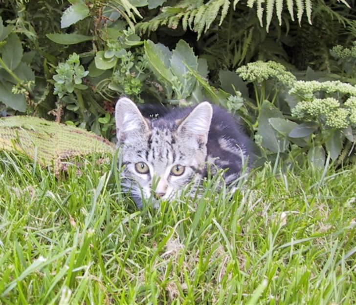 Blanding af racer Isha billede 2