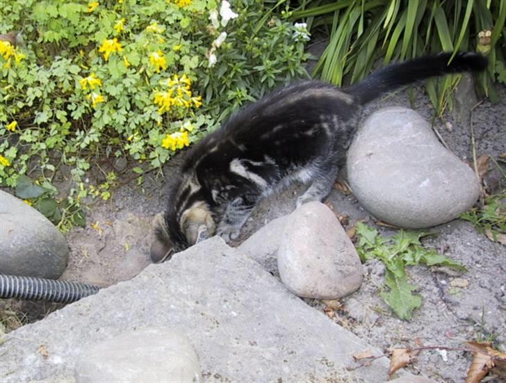 Blanding af racer Isha billede 3