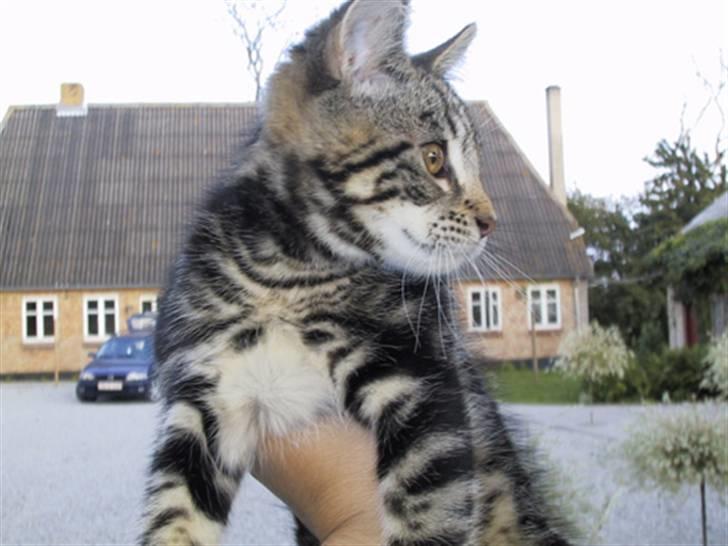 Blanding af racer Isha billede 4