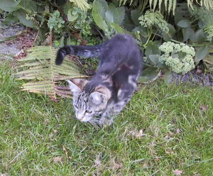 Blanding af racer Isha billede 5