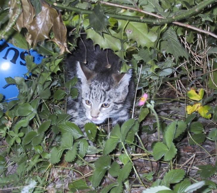 Blanding af racer Isha billede 6