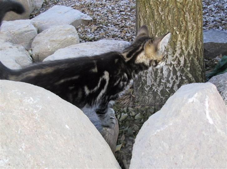 Blanding af racer Isha billede 7