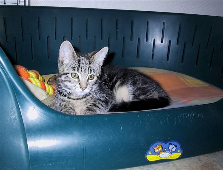 Blanding af racer Isha billede 8