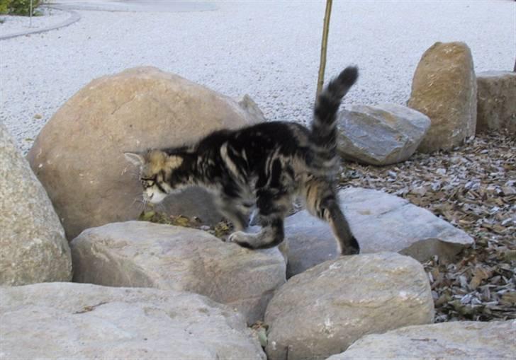 Blanding af racer Isha billede 9