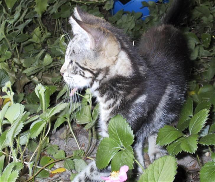 Blanding af racer Isha billede 10