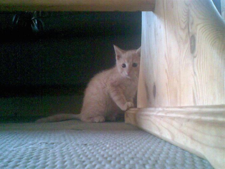 Blanding af racer Mogens <33 billede 11