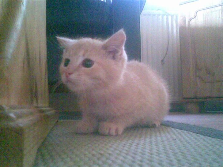 Blanding af racer Mogens <33 billede 12