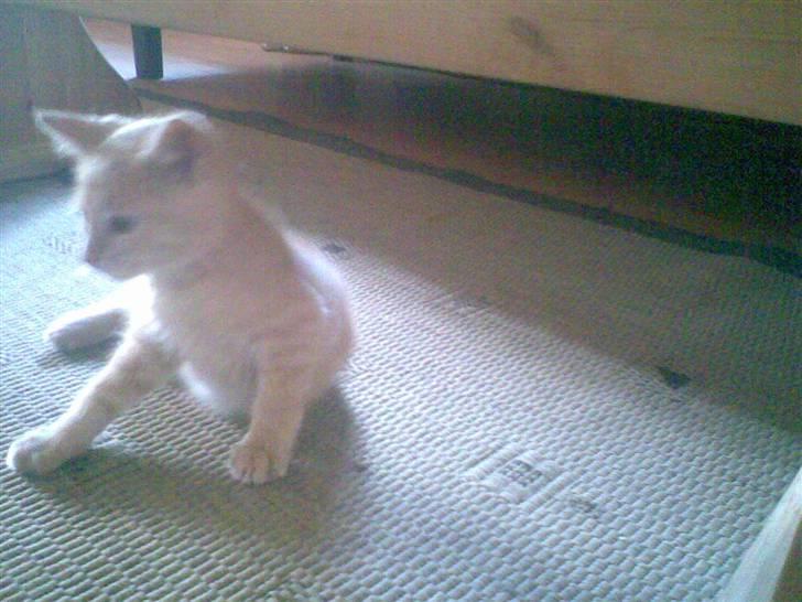 Blanding af racer Mogens <33 billede 13