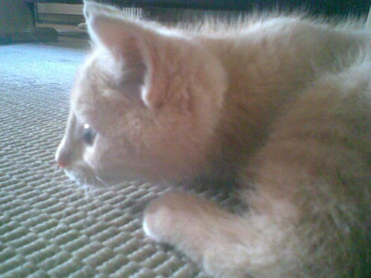 Blanding af racer Mogens <33 billede 14