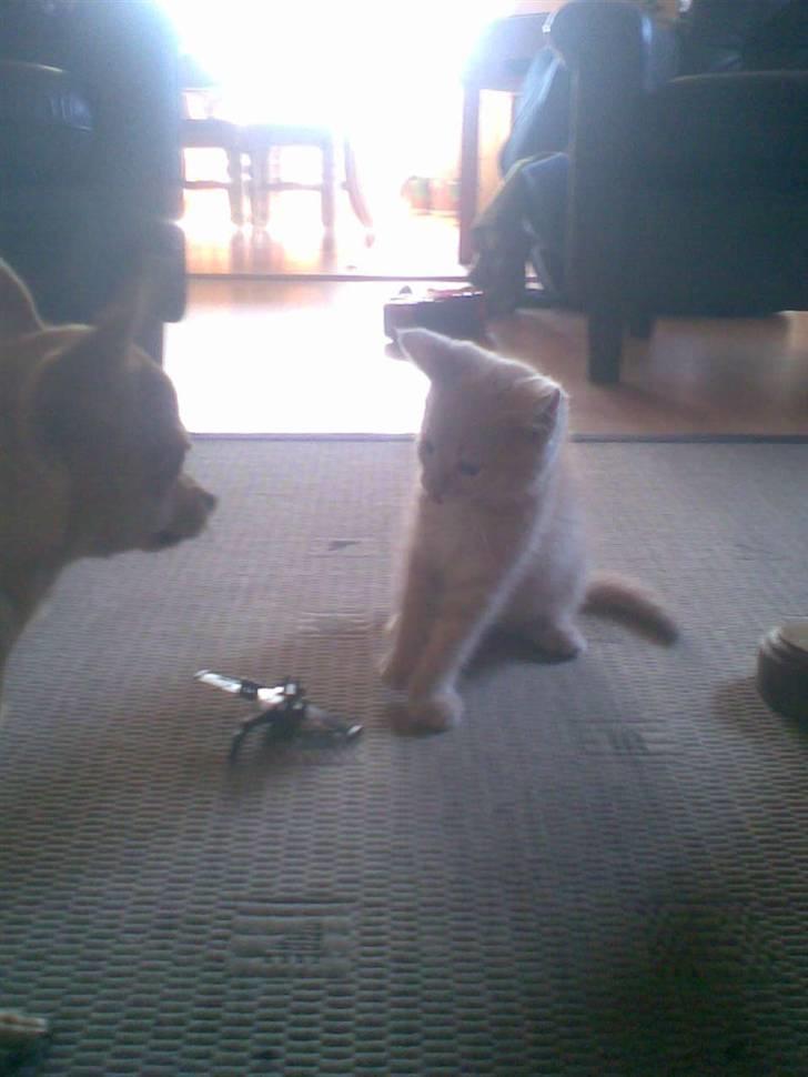 Blanding af racer Mogens <33 - skal vi lege ?? ...  billede 15