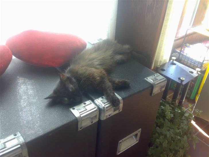 Blanding af racer Pjuske - det er bare så varmt, så lægger helst bare helt stille... billede 17