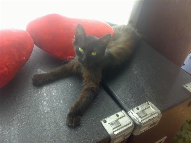 Blanding af racer Pjuske - tager du n flere billeder af mig billede 18