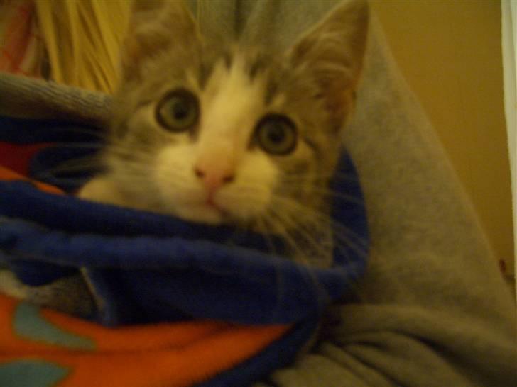 Huskat Nusser - Det er Nusser som killing :) billede 1