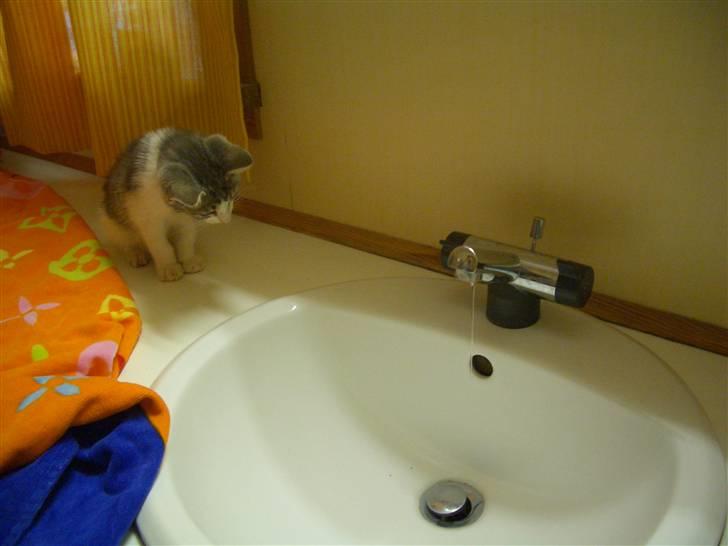 Huskat Nusser - Er det farligt? billede 2