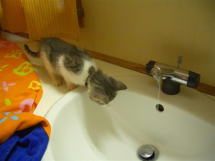 Huskat Nusser - Jeg kan også lige snuse lidt til det. - Han er så sød :) billede 3