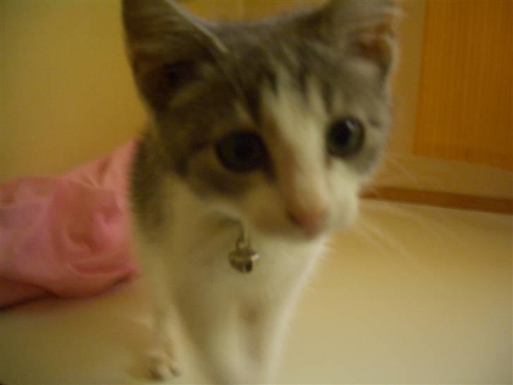 Huskat Nusser - Hvad laver du mor? billede 4