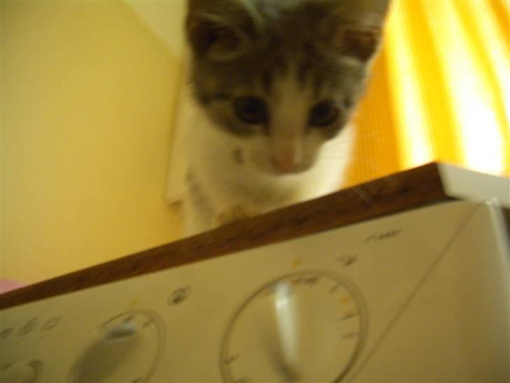 Huskat Nusser - Der er sørme langt ned .. billede 5