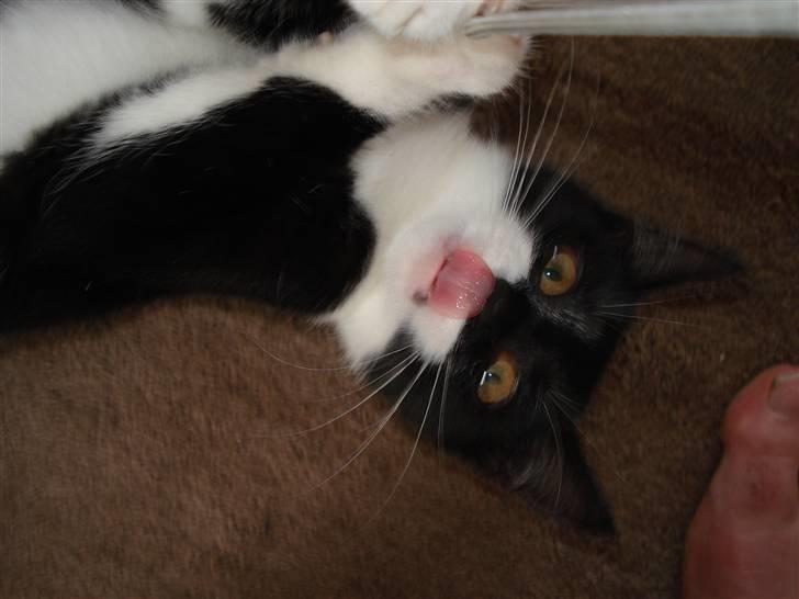 Huskat Sisse - Jeg kan bare nå min næse med tungen! Kan du.....? billede 18