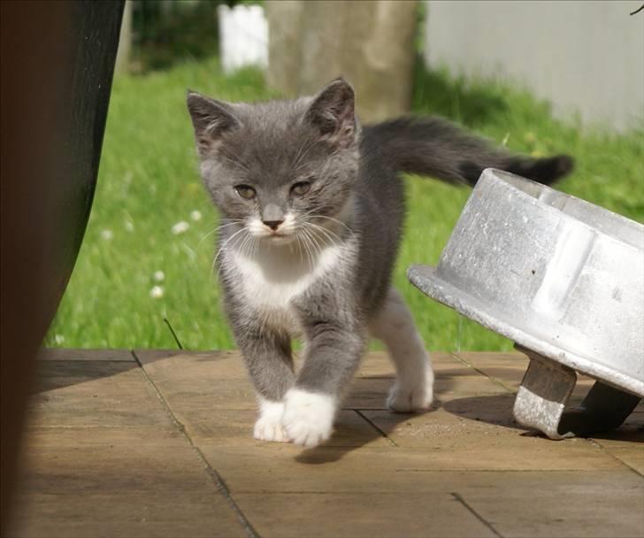 Huskat Bette Mus - Velkommen til Bøv´s killing´s Profil :) billede 1