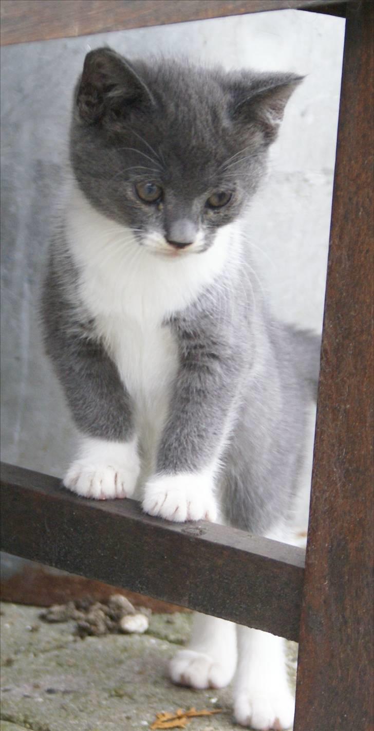 Huskat Bette Mus - 9½ uge gammel :) billede 2