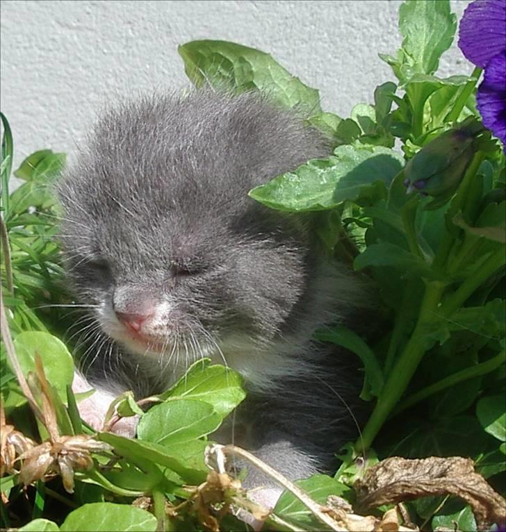 Huskat Bette Mus - Killingen på tur i blomsterbedet. billede 3