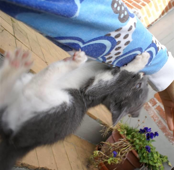 Huskat Bette Mus - Hit med den arm!!!! billede 4