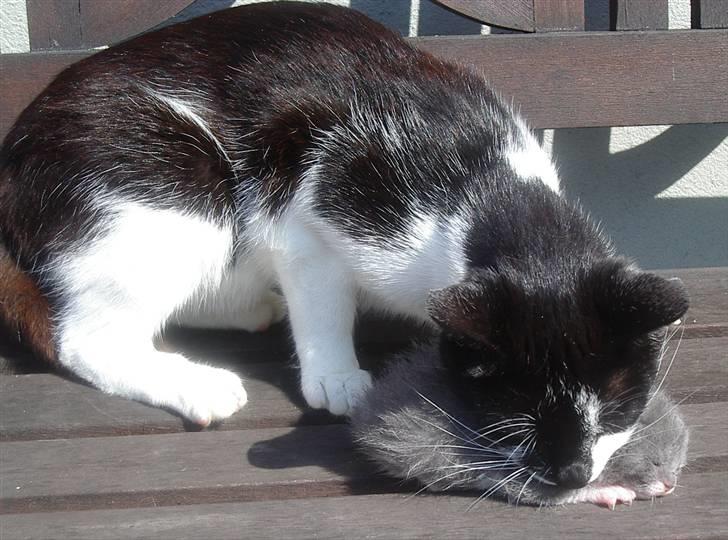 Huskat Bette Mus - Ahhh.... Dejlig mor..... Jubii! hjem til mor! billede 5