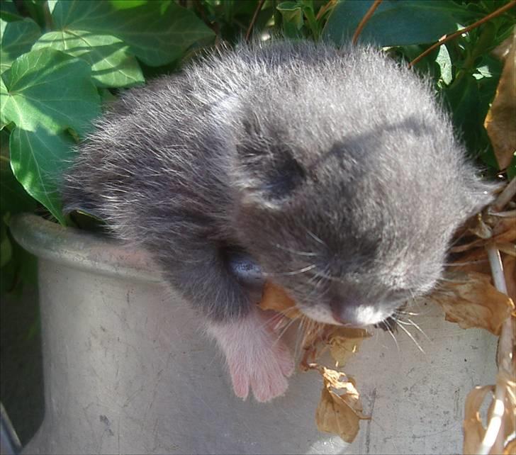 Huskat Bette Mus - Uhhh.... Der er godt nok langt ned.... billede 6