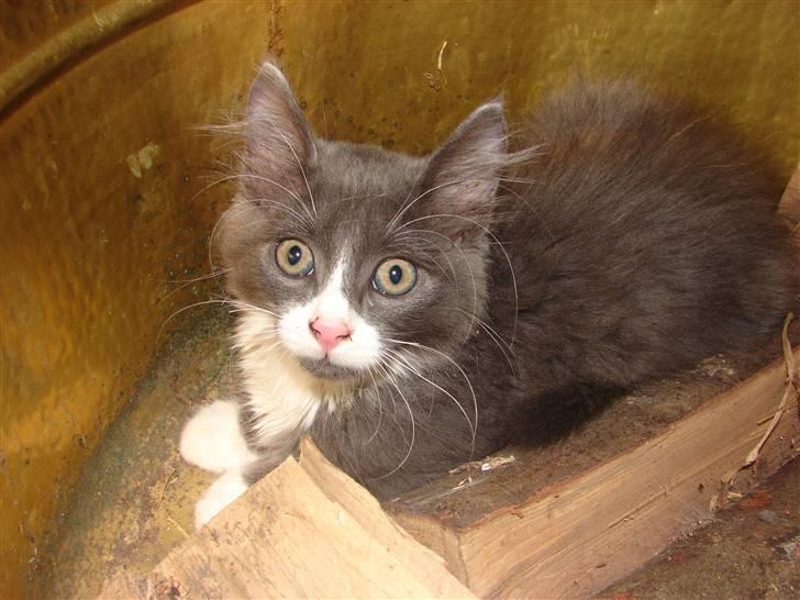 Blanding af racer Knud Død 08:( - 12 uger billede 1