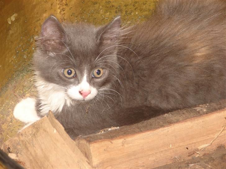 Blanding af racer Knud Død 08:( - 12 uger billede 2