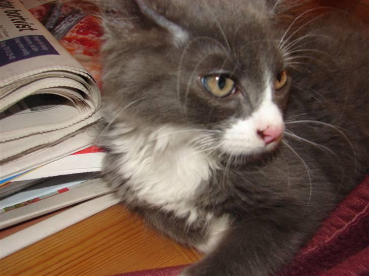 Blanding af racer Knud Død 08:( - 12 uger billede 3