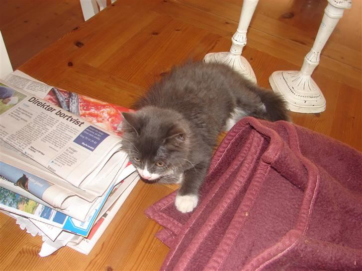 Blanding af racer Knud Død 08:( - 12 uger billede 4