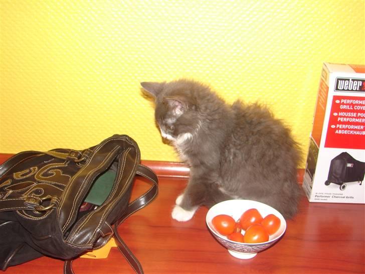 Blanding af racer Knud Død 08:( - 12 uger billede 5