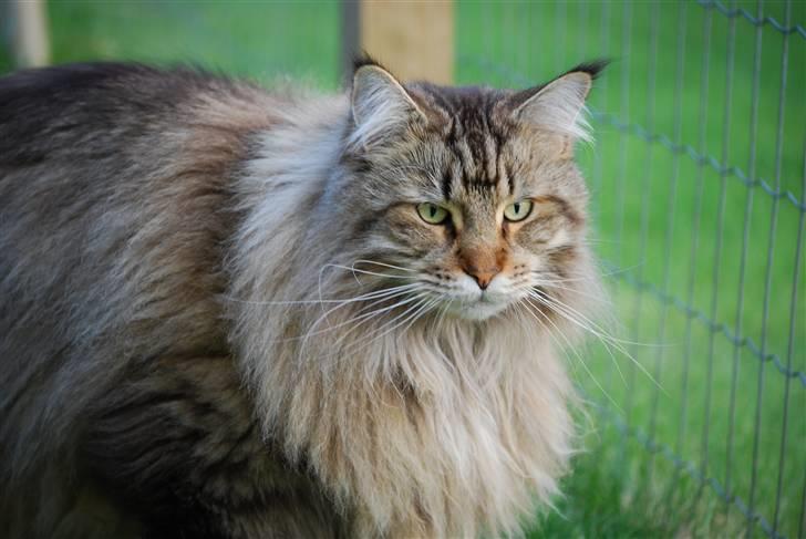 Maine Coon I´m to Sexy billede 10