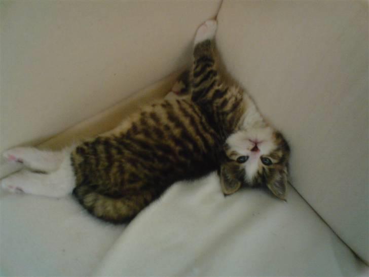 Huskat Buddie - Strækker sig lige efter en god morfar .. :) billede 1