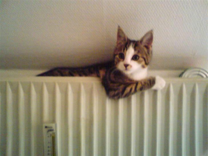 Huskat Buddie - Han vil sidde hos os, selv i køkkenet..  billede 2