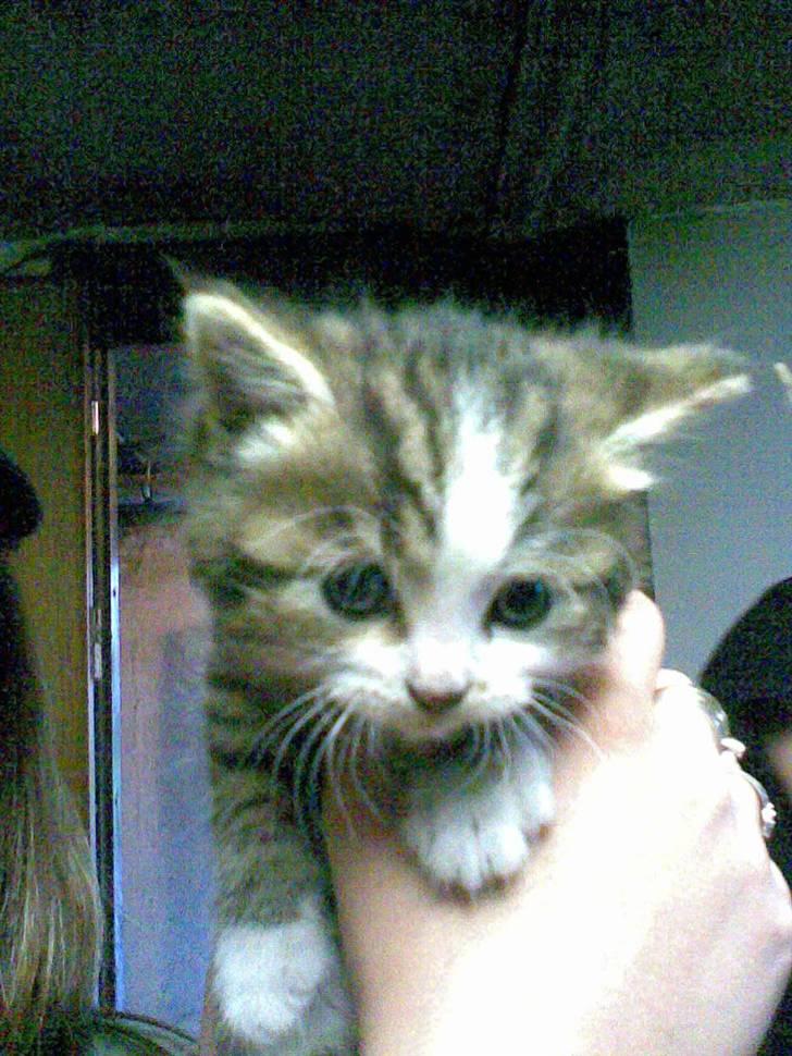 Huskat Buddie - Vores bette skat .. <3 billede 3