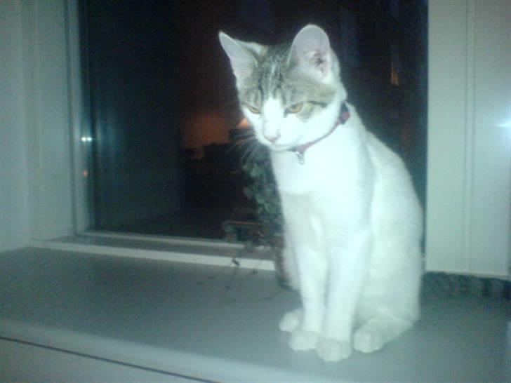 Blanding af racer Basse <3   SOLGT!!!!!! billede 1