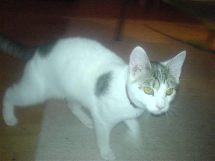 Blanding af racer Basse <3   SOLGT!!!!!! billede 2