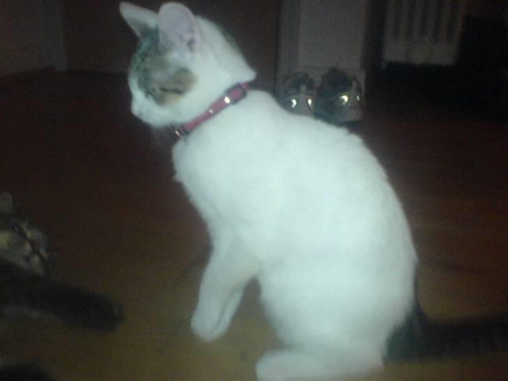 Blanding af racer Basse <3   SOLGT!!!!!! billede 3