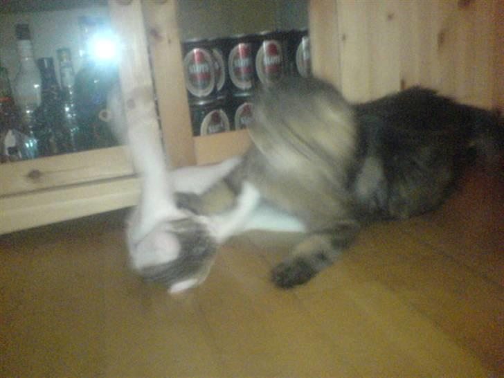 Blanding af racer Basse <3   SOLGT!!!!!! billede 4