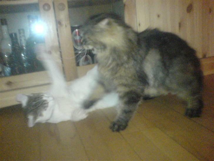 Blanding af racer Basse <3   SOLGT!!!!!! billede 5