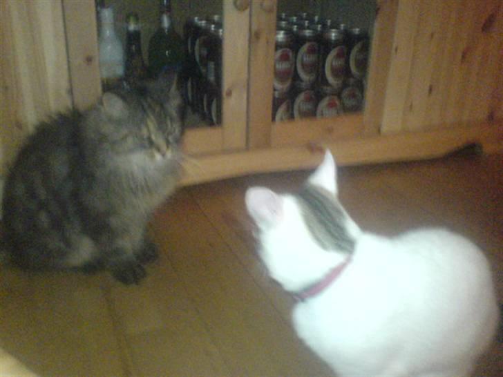 Blanding af racer Basse <3   SOLGT!!!!!! billede 6