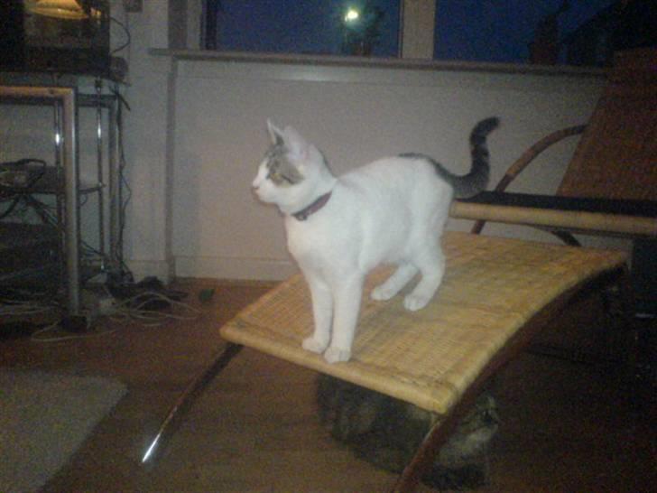 Blanding af racer Basse <3   SOLGT!!!!!! billede 7