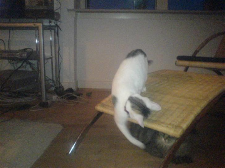 Blanding af racer Basse <3   SOLGT!!!!!! billede 8