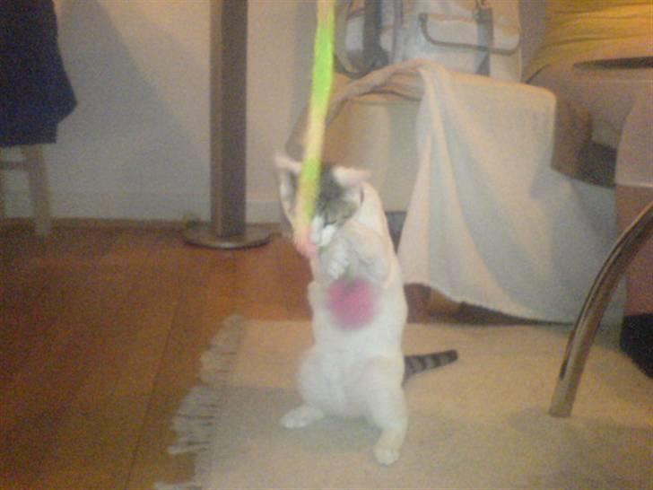 Blanding af racer Basse <3   SOLGT!!!!!! billede 9